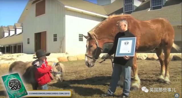 “世界最高马”去世，身高2米体重1吨，名副其实的温柔巨人！