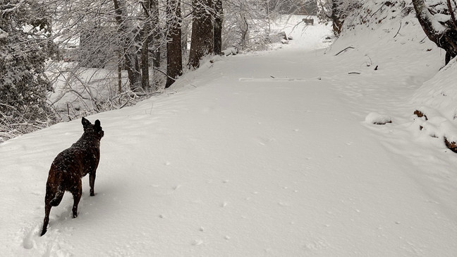 JAN. 15, 2024 - A dog walks in snow in Maggie Valley, North Carolina. (Photo: Lyra Bel)