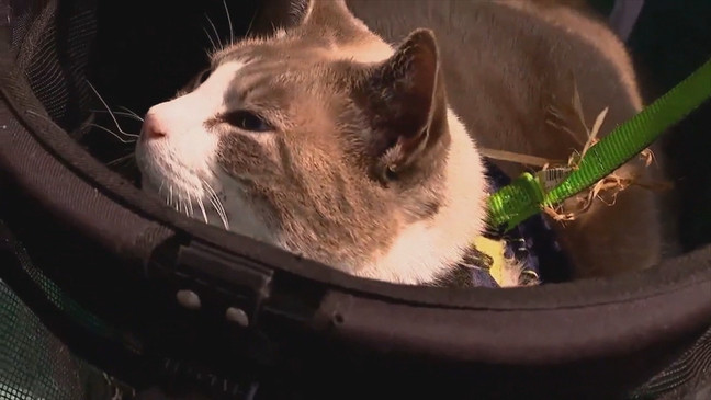 Members of the group Asheville Cat Weirdos have been calling and writing investigators, saying they know who was driving the pickup truck that hit a homeless man's cart with a cat inside. (Photo credit: WLOS staff)