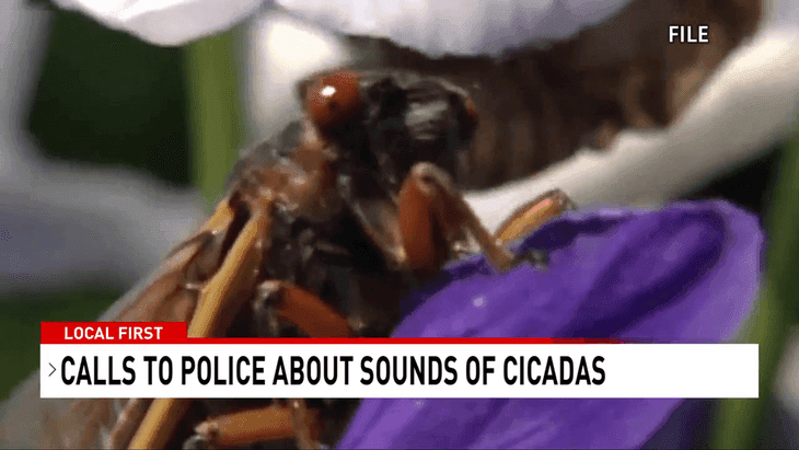 Image for story: South Carolina residents confuse cicadas' mating calls for warning sirens