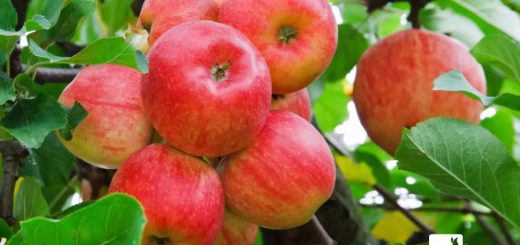 吃了20年蘋果才知道，買蘋果只需看看這，保證買的蘋果又香又脆！