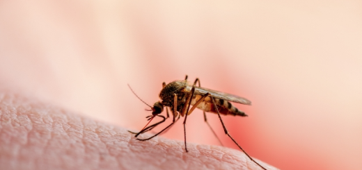 为什么有人更吸引蚊子？科学家给出新研究报告
