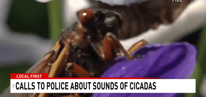 Image for story: South Carolina residents confuse cicadas' mating calls for warning sirens